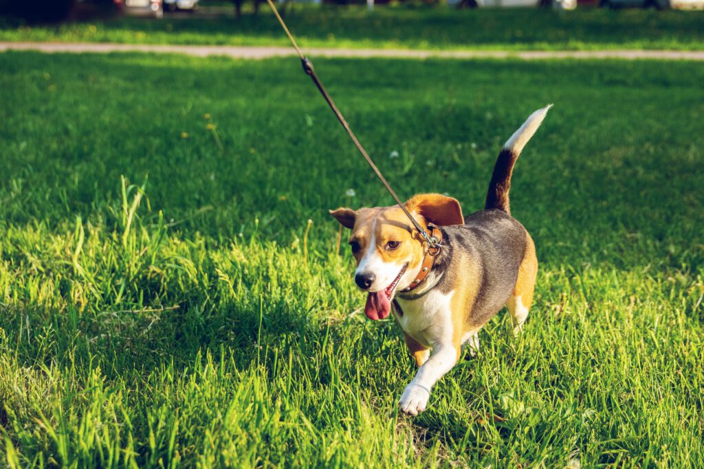 Foto door Artem Beliaikin via Pexels
